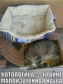 Любимая кошатинка  - NFhCQs76ufI.jpg