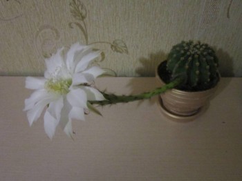 Наши цветы 2 - IMG_3179.JPG