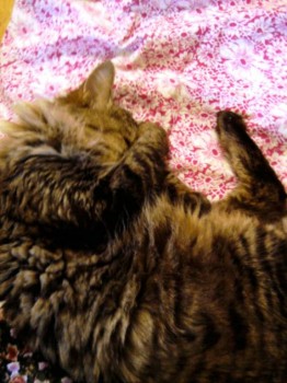 Любимая кошатинка  - Фото0428.jpg