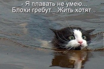 Любимая кошатинка  - mtyJDSdD44M.jpg