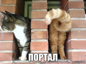 Любимая кошатинка  - sms22pHlg5w.jpg