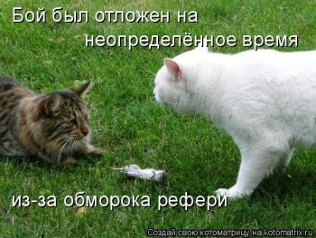 Любимая кошатинка  - xk61JUr8stQ.jpg