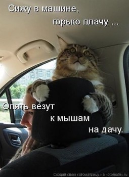 Любимая кошатинка  - NrdD4ANyvZg.jpg