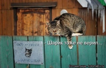 Любимая кошатинка  - Wpo6zK-ogfg.jpg