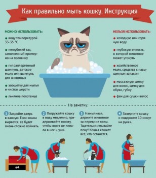 Любимая кошатинка  - fK5Ah2qOBNo.jpg