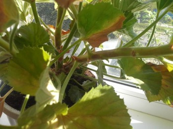 Наши цветы 2 - 1439615107164-1706005633.jpg