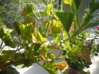 Наши цветы 2 - 20150815_085732.jpg