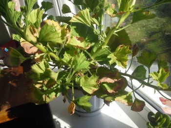 Наши цветы 2 - 20150815_085627.jpg