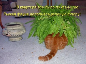 Любимая кошатинка  - yp-IYB9fbFE.jpg