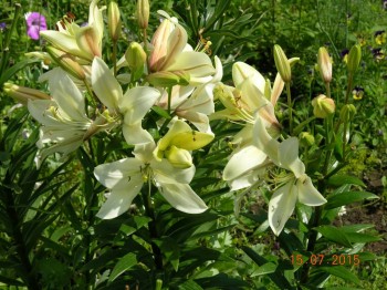 Наши цветы 2 - DSCN8955.JPG