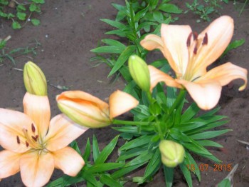 Наши цветы 2 - DSCN8960.JPG