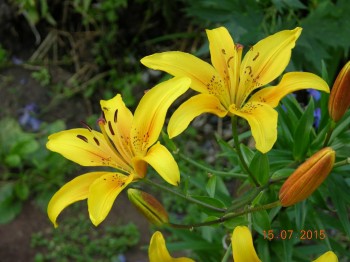 Наши цветы 2 - DSCN8961.JPG