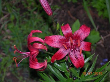 Наши цветы 2 - DSCN8962.JPG