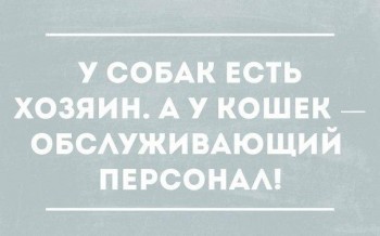 Любимая кошатинка  - mJ9jBvr2h7k.jpg