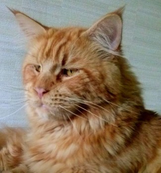 Любимая кошатинка  - IMG_20150815_163758-1.jpg