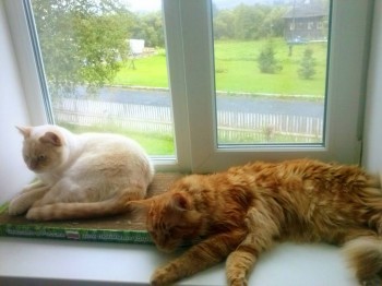 Любимая кошатинка  - IMG_20150810_173404.jpg