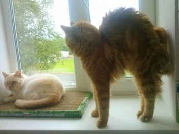 Любимая кошатинка  - IMG_20150818_164032.jpg