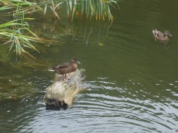 Православные паломничества - DSCN1187.jpg