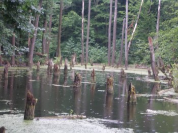 Попали под дождь,начались сумерки и страшно,а мы одни в лесу ушли далеко)