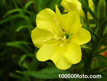 Помогите определить растение - 1-Evening-Primrose.jpg