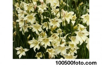 Помогите определить растение - 4-Night-Gladiolus.jpg