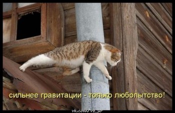 Любимая кошатинка  - _JmJn03AIG4.jpg