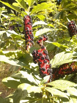 Помогите определить растение - IMG_20150822_161634.jpg