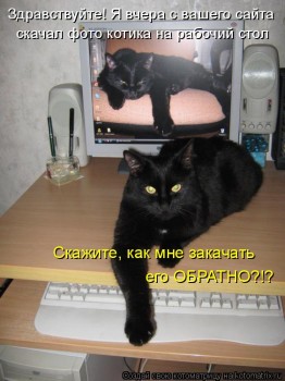 Любимая кошатинка  - 576426.jpg