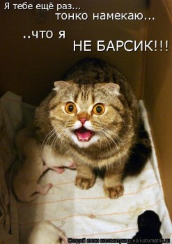 Любимая кошатинка  - 581029.jpg