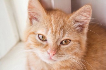 Любимая кошатинка  - image.jpg