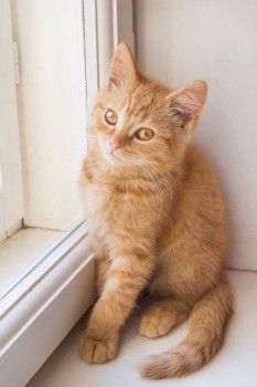 Любимая кошатинка  - image.jpg