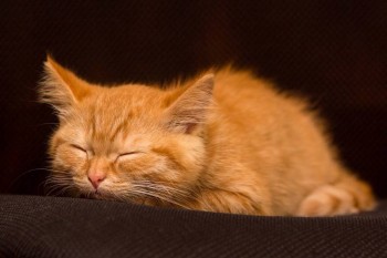 Любимая кошатинка  - image.jpg