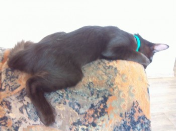 Следил за приятелем , пока не вырубился.