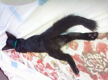 Где усталость застала, там и свалила.)))