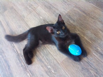 Маленький регбист.