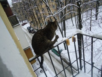 Любимая кошатинка  - 2Z7-5U1y0Yw.jpg