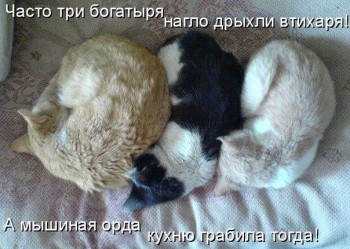 Любимая кошатинка  - Kk8yCvccQzw.jpg