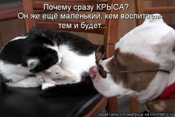 Любимая кошатинка  - luchshie_kotomatritsyi_nedeli_130.jpg