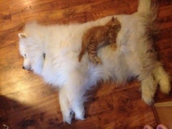 Любимая кошатинка  - unu8cEINCJg.jpg