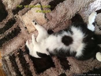 Любимая кошатинка  - WC22mTf-ZUE.jpg