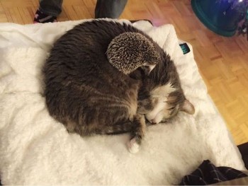 Любимая кошатинка  - ежкот.jpg