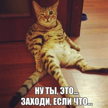 Любимая кошатинка  - XtgZ_zTxROw.jpg