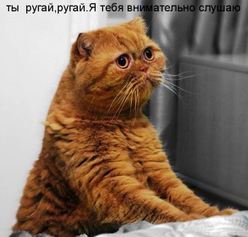 Любимая кошатинка  - hEL7l6hqby8.jpg