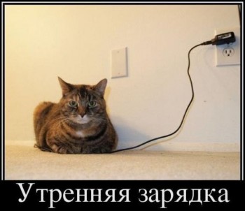 Любимая кошатинка  - qfEZR0Wy1UI.jpg