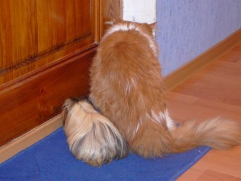 Любимая кошатинка  - 8UhDkvk-b9c.jpg