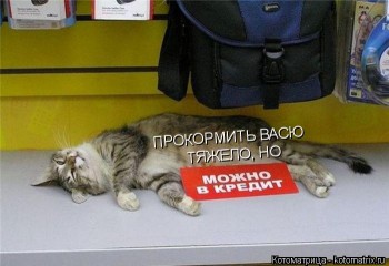 Любимая кошатинка  - kotomatritsa_-0.jpg