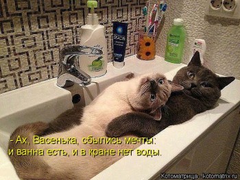 Любимая кошатинка  - kotomatritsa_a_.jpg