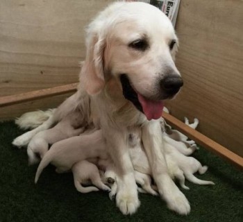 Они прекрасны и удивительны Из жизни животных. - eKIZEshDm84.jpg