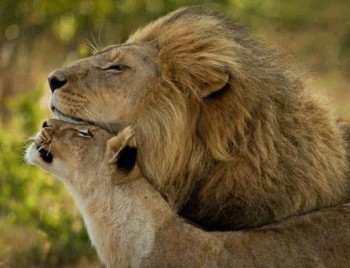 Они прекрасны и удивительны Из жизни животных. - I0JSIiOZiMg.jpg