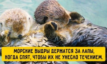 Звери спят - Eao2e-imoYQ.jpg